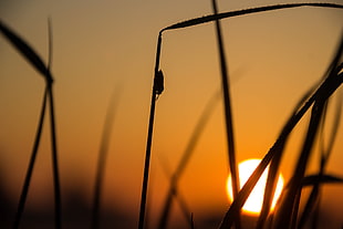 silhouette of crawling insect on leaf plant during sunset