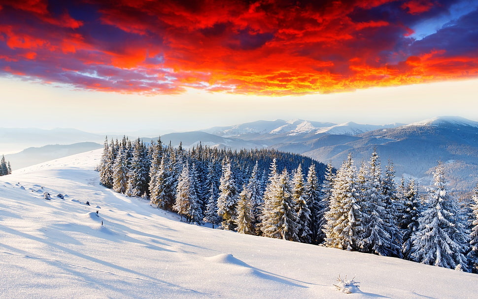 nature photography of red clouds over pine trees on snow field, landscape, nature HD wallpaper