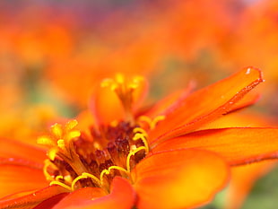 focused photography of orange petaled flower HD wallpaper