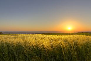 photo of green grass during golden hour HD wallpaper