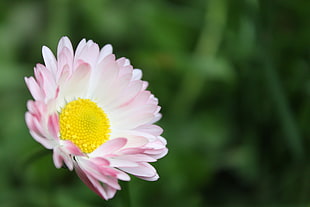 pink flower, flowers, plants