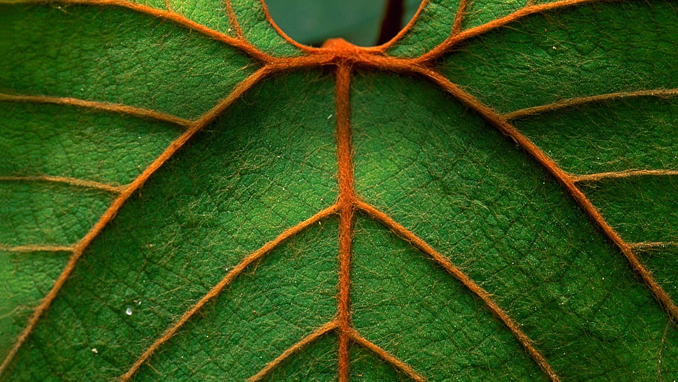 micro photography of green leaf HD wallpaper