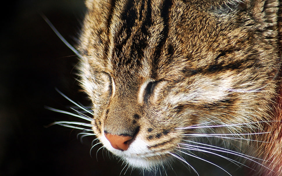 selective focus photography of silver Tabby cat HD wallpaper