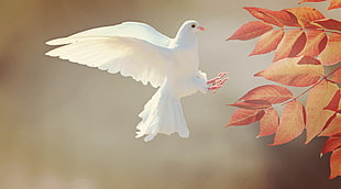 white dove flying near to brown leaf