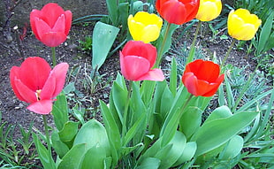 photography of red and yellow tulips