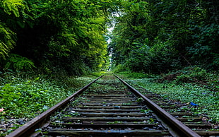 brown metal train tracks, rail yard, trees, nature, railway HD wallpaper