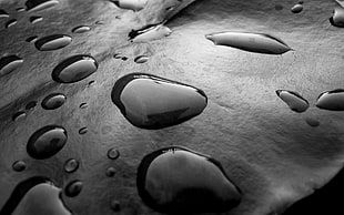 close photo of water droplets HD wallpaper