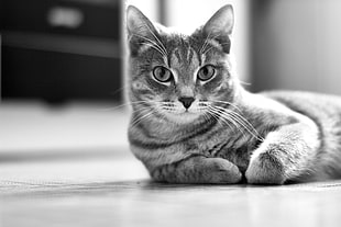 gray scale photo of tabby cat