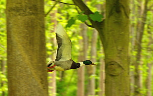 shallow focus photo of flying mallard duck in forest \