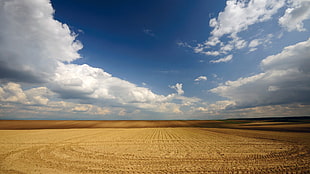 brown rice field, landscape, photography