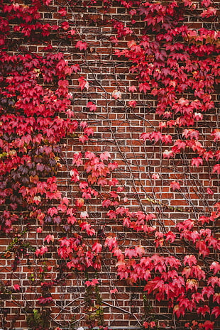 red flowers decor, Leaves, Wall, Branches HD wallpaper
