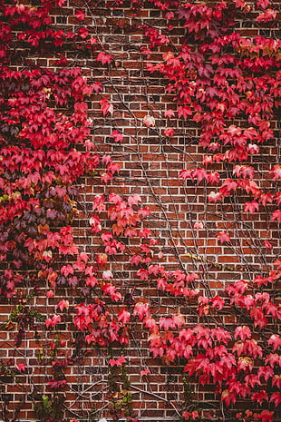 red flowers decor, Leaves, Wall, Branches