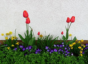 red Tulips near white painted wall