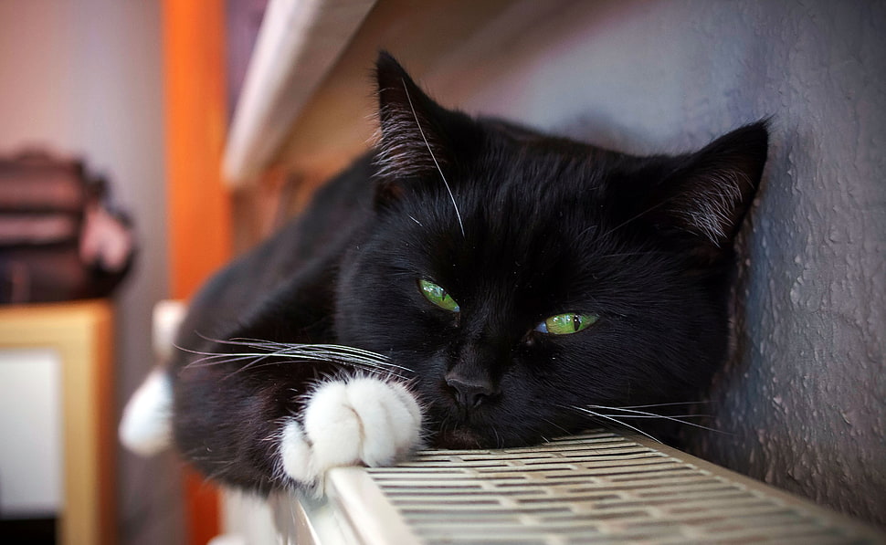 black cat leaning on gray wall HD wallpaper