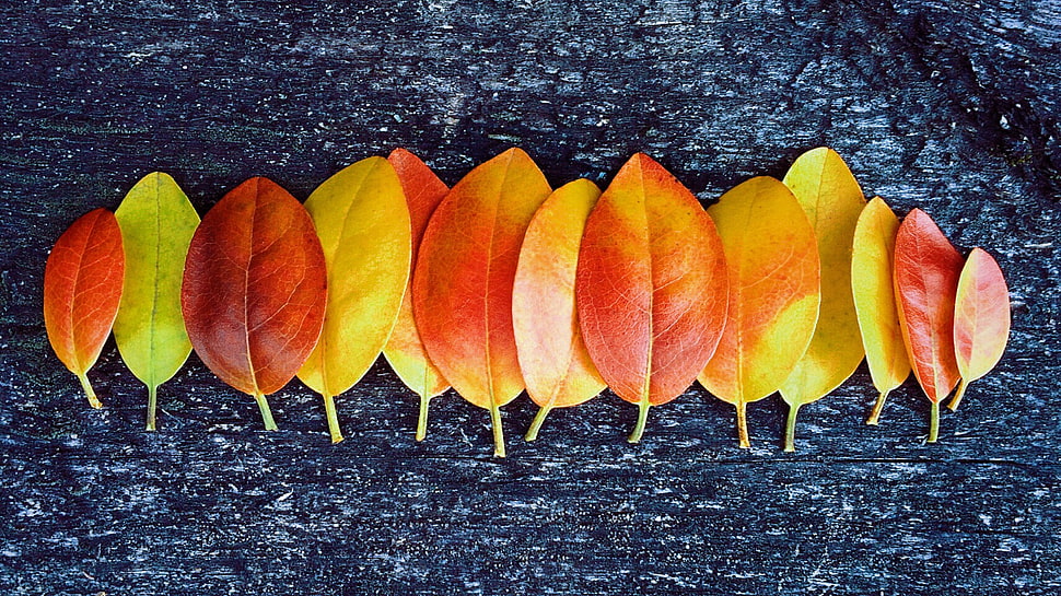 yellow-and-red leaf lot HD wallpaper