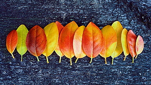 yellow-and-red leaf lot