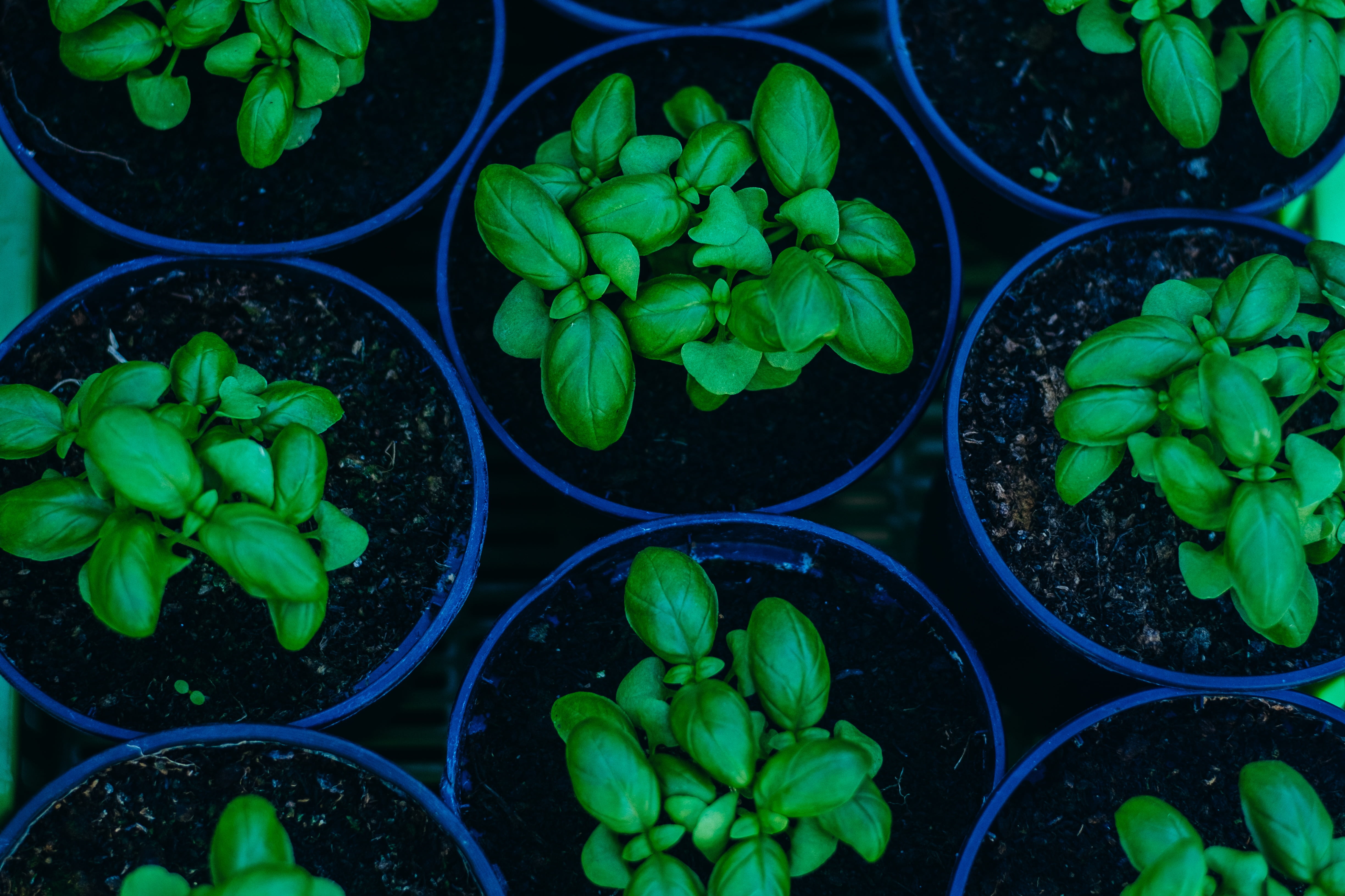 green potted plants, Basil, Pots, Plant