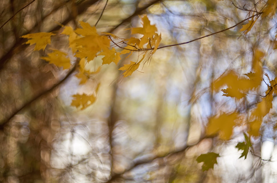 yellow flowering tree, fall, leaves, trees, plants HD wallpaper