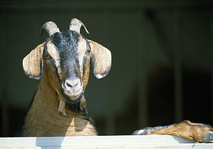 selective focus photograph of brown and white goat