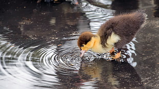brown and yellow duckling, duck, animals, water