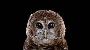 brown owl, photography, animals, birds, owl