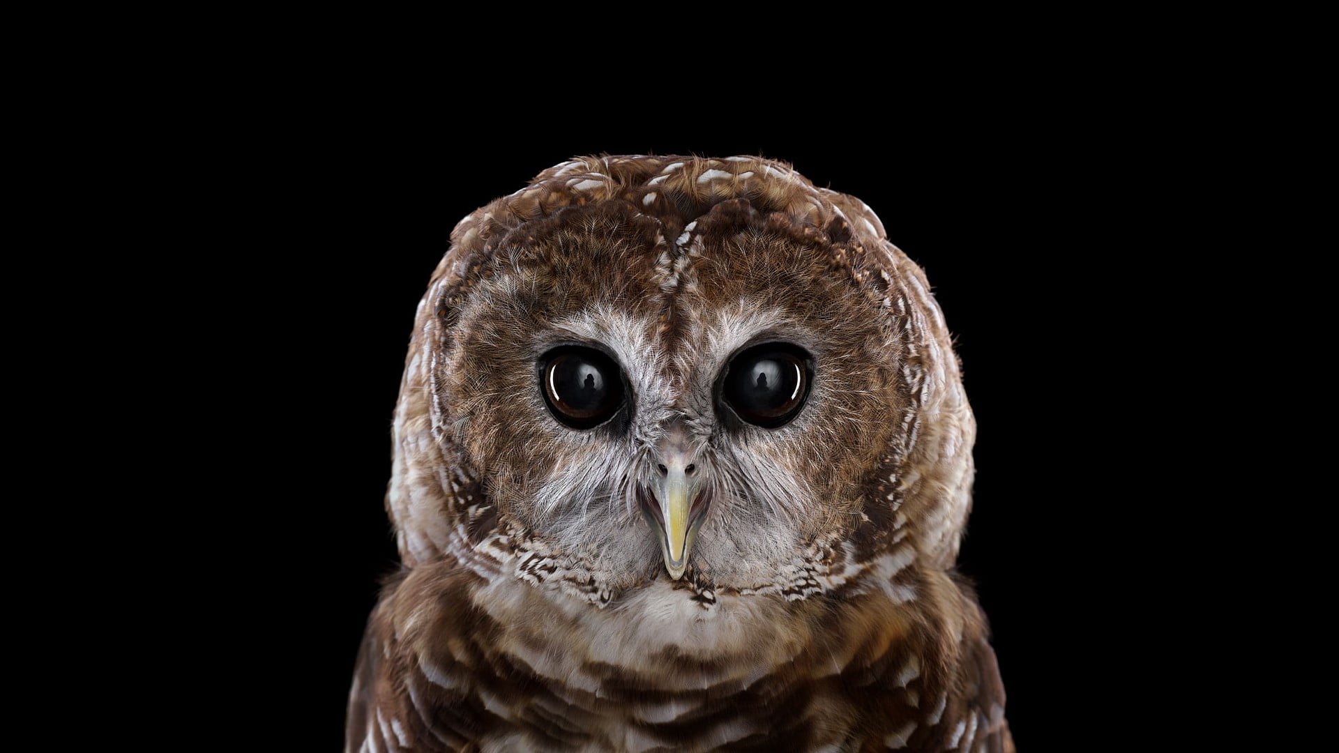 brown owl, photography, animals, birds, owl