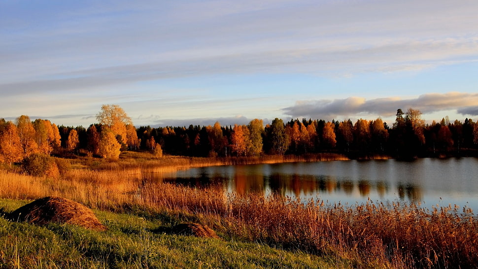 red-leaf trees, landscape, forest HD wallpaper