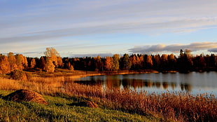 red-leaf trees, landscape, forest
