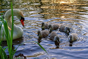 Swan with chicks on body of water