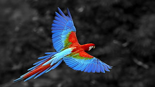 red, blue, and green scarlet macau, selective coloring, animals, parrot