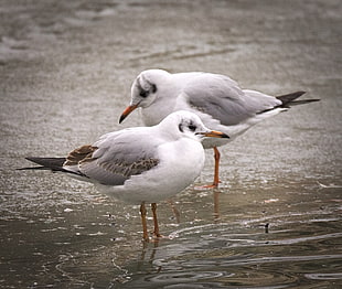 two white birds on body of water, black-headed gulls