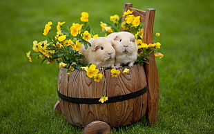 two brown hamster on barrel
