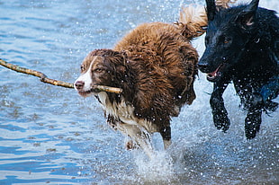 brown and white Australian Shepherd and black German Shepherd playing on water during daytime close-up photo HD wallpaper