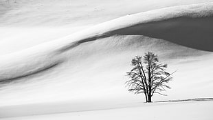 silhouette tree, nature, landscape, trees, winter