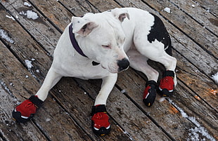 adult white and black American pit bull terrier during daytime