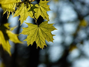 green maple leaf, Maple, Leaf, Blur