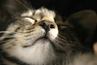 gray short coat cat