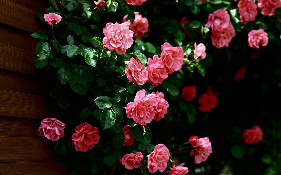 pink flowers in tilt-shift photography HD wallpaper