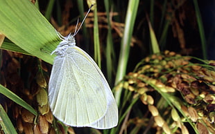 closeup photo of butterfly on leaf