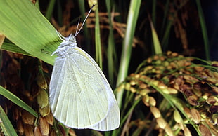 closeup photo of butterfly on leaf HD wallpaper
