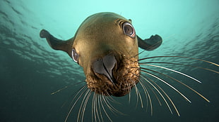brown Seal PHoto