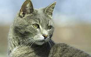short-coated black and gray cat photography