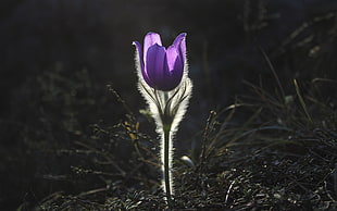 close-up photograph of purple petal flower on land