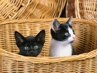 short-coated black and white kittens on brown wicker basket