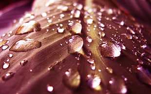 close-up macro photography of water dew drops on leaf
