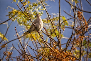 macro shot of gray bird HD wallpaper
