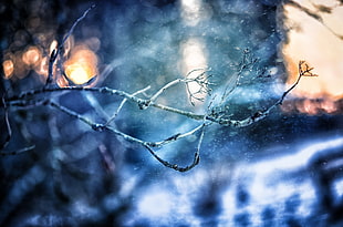 macro photography of branch during winter graphic wallpaper