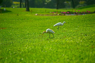 two ducks on grass field