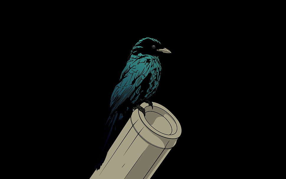 blue and black crow HD wallpaper