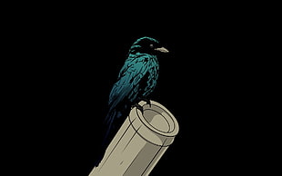 blue and black crow